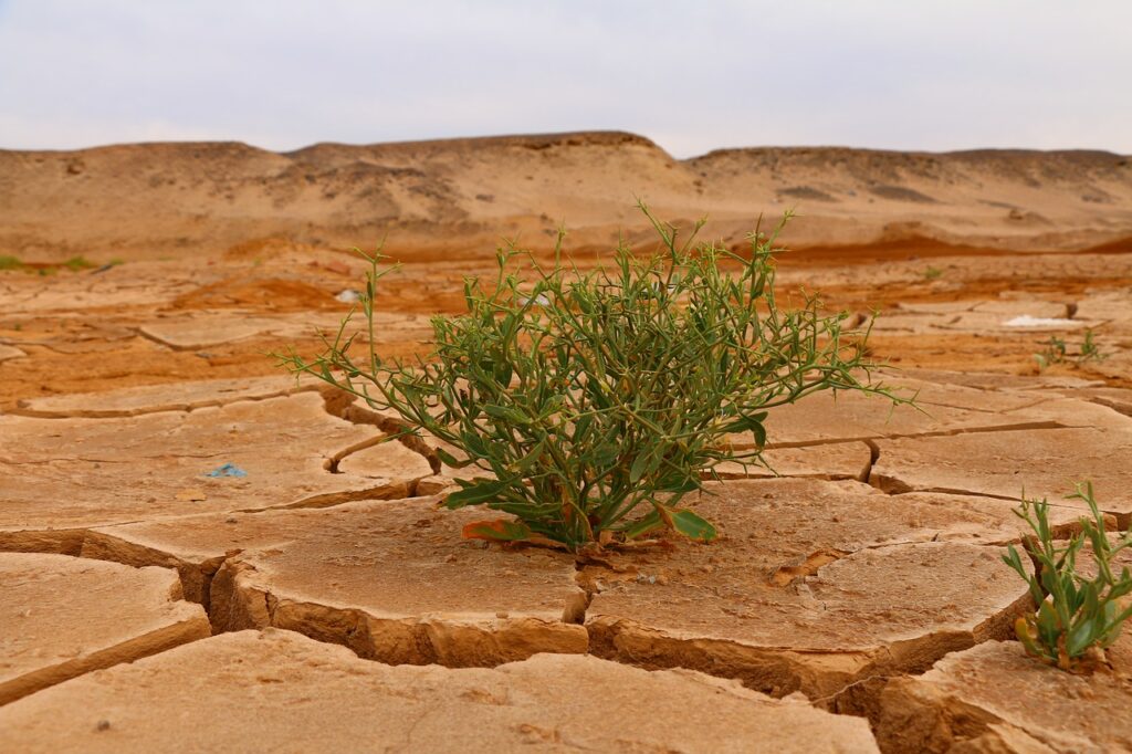 Comida e mudança climática