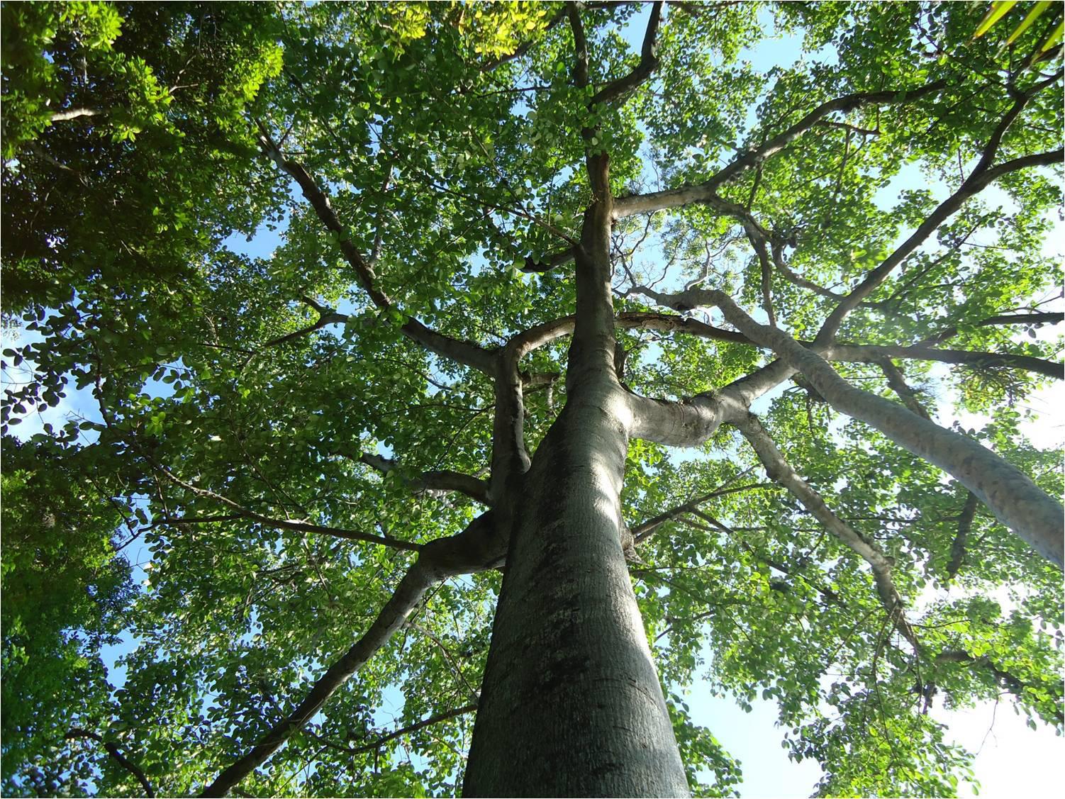 EDUCAÇÃO AMBIENTAL E PLANTAS MEDICINAIS EM DIFERENTES NÍVEIS DE REALIDADE