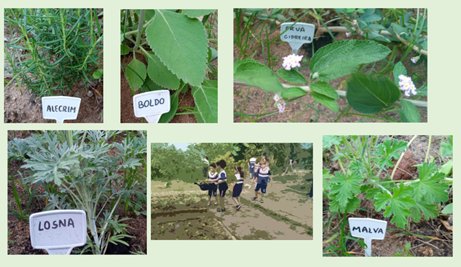 EDUCAÇÃO AMBIENTAL E PLANTAS MEDICINAIS EM DIFERENTES NÍVEIS DE REALIDADE