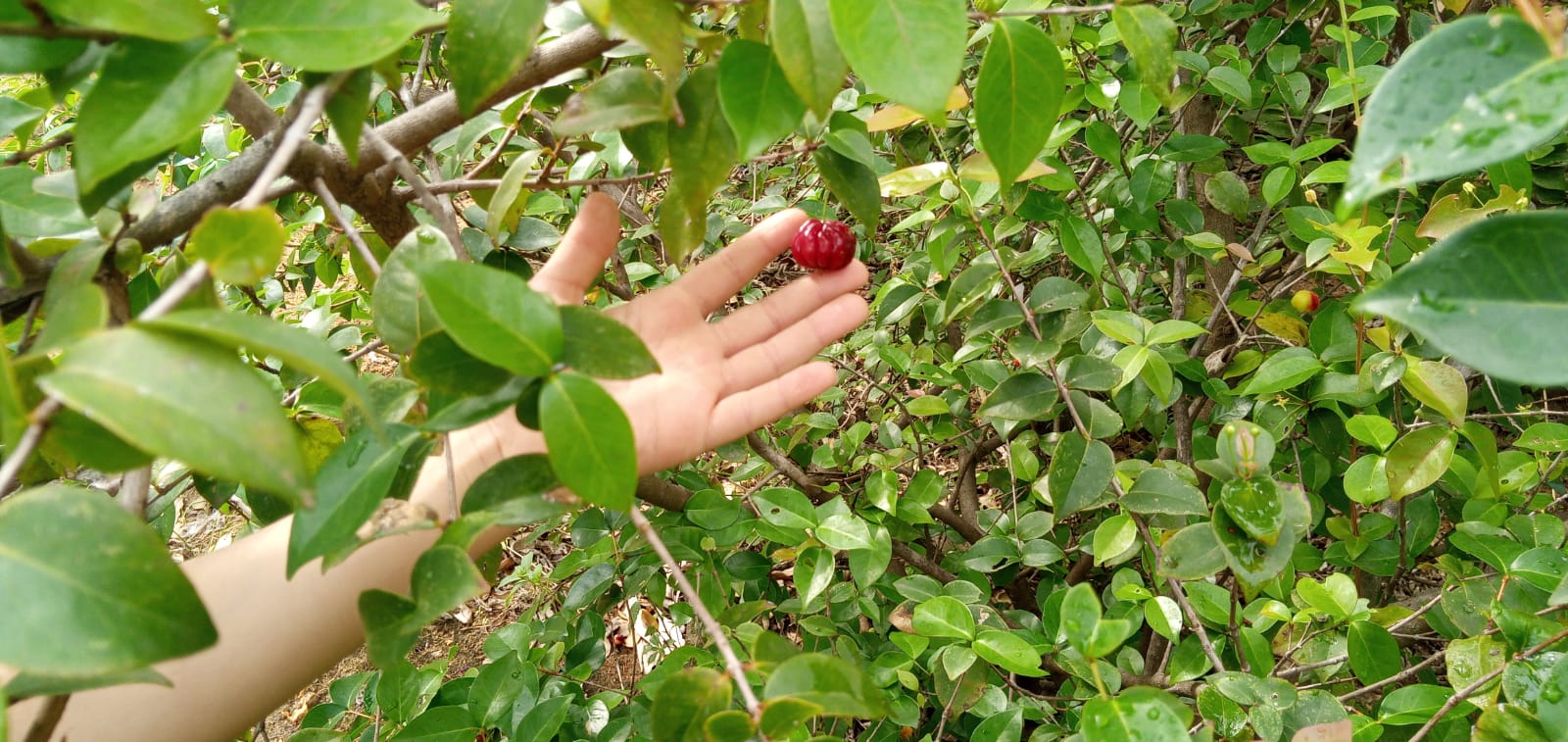 EDUCAÇÃO AMBIENTAL E PLANTAS MEDICINAIS EM DIFERENTES NÍVEIS DE REALIDADE