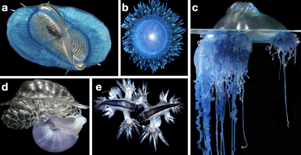 The neustonic organisms represented in this study, based on [1]. (a) Top-down view of by-the-wind sailor Velella sp. (b) Topdown view of blue button Porpita sp. (c) Side view of Portuguese man-o-war Physalia sp. (d) Side view of violet snail Janthina sp. (e) Top-down view of the blue sea dragons Glaucus sp. Images by Denis Riek. https://doi.org/10.1371/journal.pbio.3001646.g001 - wikipedia