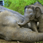 A morte entre os animais