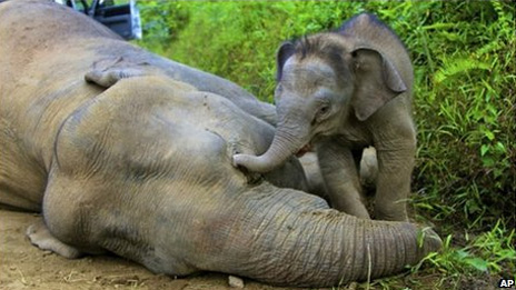 A morte entre os animais