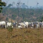 Elei&ccedil;&otilde;es de 2026 e Amaz&ocirc;nia (ou Vida)