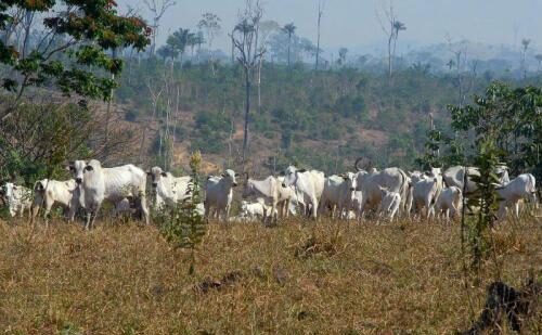 Elei&ccedil;&otilde;es de 2026 e Amaz&ocirc;nia (ou Vida)